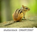 The�eastern chipmunk�(Tamias striatus) is sitting on the old piece of wood plank in the dense green forest.