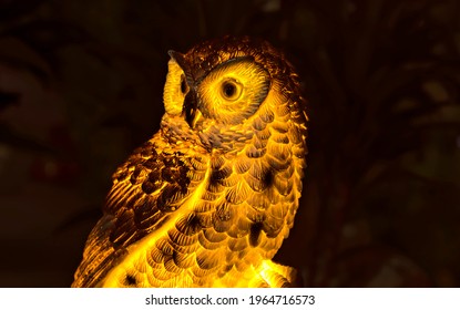 Strigiformes Bird Texture With Lighting And Black Background.