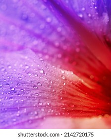 The striking beauty of nature. Closeup shot of a purple and red flower covered in dew.