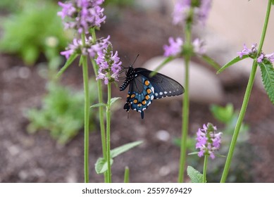 Striking black butterfly with vibrant blue and orange markings rests on a delicate purple wildflower, surrounded by green stems in a serene garden setting - Powered by Shutterstock