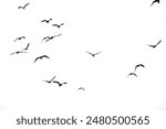 A striking black and white photograph of a flock of birds flying against a stark white background, showcasing minimalist beauty and freedom.