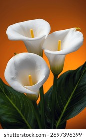 A striking composition featuring three immaculate white calla lilies, their vibrant green leaves providing a beautiful contrast against the warm orange backdrop, a serene scene.