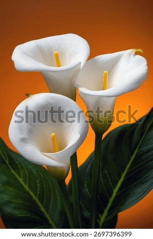 A striking composition featuring three immaculate white calla lilies, their vibrant green leaves providing a beautiful contrast against the warm orange backdrop, a serene scene.