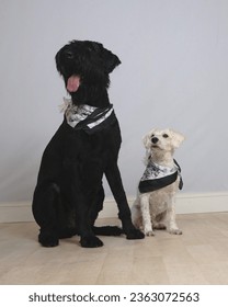 A striking contrast unfolds between two Schnauzers. On the left, a majestic Giant Schnauzer exudes strength and alertness. On the right, a Miniature Schnauzer radiates charm and playfulness.