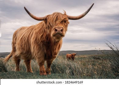 Striking Couple of Highland Cows Captured on the North Coast of Scotland - Shutterstock ID 1824649169