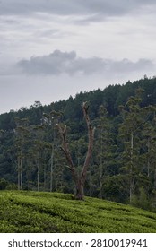 A striking dead bare tree trunk stands tall in a lush green tea plantation field against a backdrop of a dense pine forest under a cloudy sky.