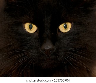 Chat Noir Yeux Jaunes Images Photos Et Images Vectorielles De Stock Shutterstock