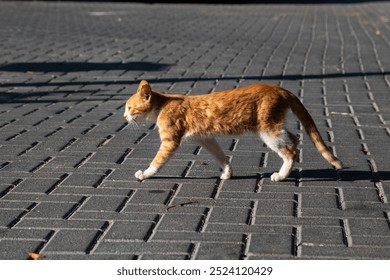 Striking ginger cat walking across a cobblestone street in the sunlight, showcasing urban wildlife and serene city life. - Powered by Shutterstock