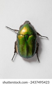 A striking green beetle exhibits its vibrant colors and shiny carapace, isolated on white