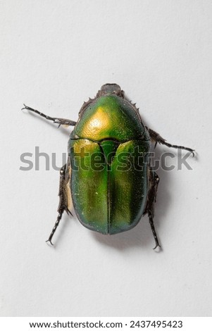 A striking green beetle exhibits its vibrant colors and shiny carapace, isolated on white