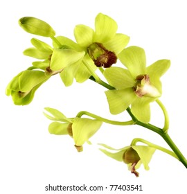 Striking Green Orchid