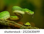 Striking Green Tree Python Coiled on Branch with with your tongue hanging out