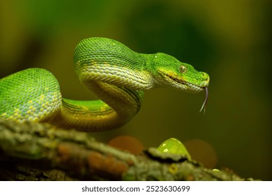 Striking Green Tree Python Coiled on Branch with with your tongue hanging out