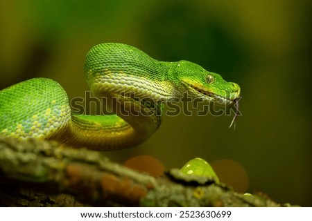 Striking Green Tree Python Coiled on Branch with with your tongue hanging out