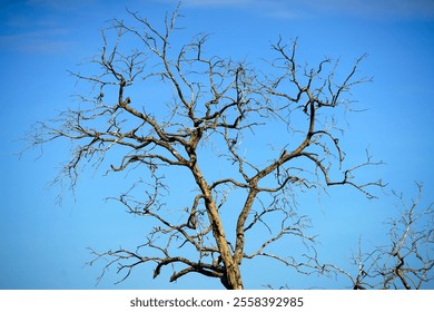 A striking image of a bare tree silhouetted against a clear blue sky, highlighting the intricate branches and natural beauty of a leafless landscape. - Powered by Shutterstock