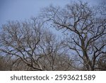 A striking image of multiple leafless trees with twisted branches stretching towards a bright blue sky. This image is ideal for themes related to drought, climate change, and natural background