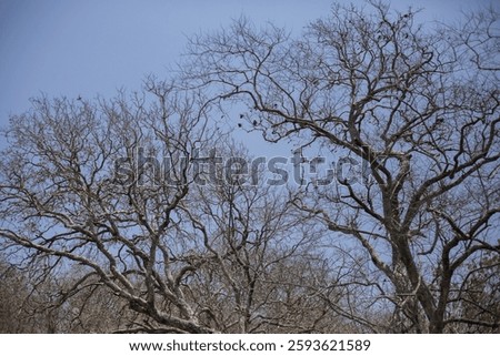 A striking image of multiple leafless trees with twisted branches stretching towards a bright blue sky. This image is ideal for themes related to drought, climate change, and natural background
