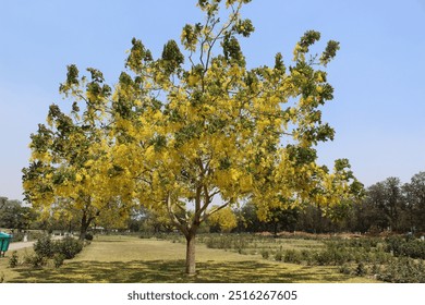 A striking image of a solitary tree standing amidst a field of vibrant yellow flowers. The contrast between the lone tree and the bright floral expanse creates a serene. - Powered by Shutterstock