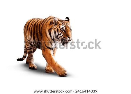 A striking image of a tiger against a white background, showcasing its muscular build and intense gaze