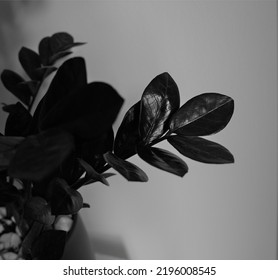 Striking Leaves Of A ZZ Raven Black Zamioculcas Zamifolia Indoor Plant In Moody Lighting With A Light Grey Background