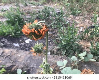 A striking Leonotis leonurus, often called Lion's Ear, blooms with vibrant orange, tubular flowers that radiate from a spiky, geometric center, showcasing nature's intricate architectural beauty.