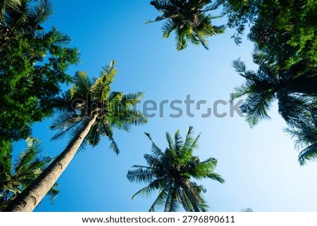 A striking low-angle view captures the towering fronds and trunks of lush tropical coconut trees against a brilliant, clear blue sky. The vibrant green foliage forms a natural canopy, creating a sense of height and natural beauty in a sunny environment.