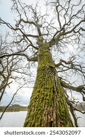 A striking low-angle view of a large tree, its moss-covered trunk extending upwards into bare, twisting branches against a cloudy sky. The moss adds vibrant green contrast to the textured bark.