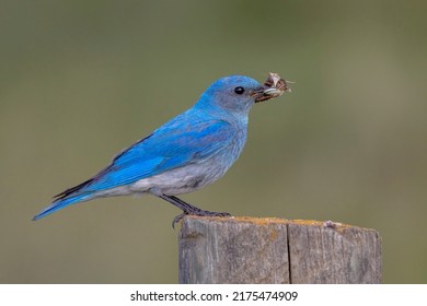 A striking male mountain bluebird is perched on a fence post with a beak full of insects.  The babies in the nest box will be happy when he arrives. Bluebirds deliver happiness!