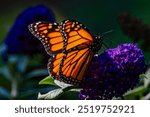 A striking monarch butterfly rests on a vibrant purple butterfly bush, feeding on nectar. The close-up reveals the butterfly