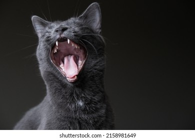 A Striking Photograph Of A Cute Grey Kitten Fiercely Yawning As If It Is Letting Out A Huge Roar!