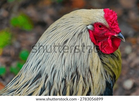 A striking portrait of a rooster captured in dramatic detail, with vivid red tones contrasting against a muted monochrome background. The intense gaze and textured feathers create a powerful and almost regal presence