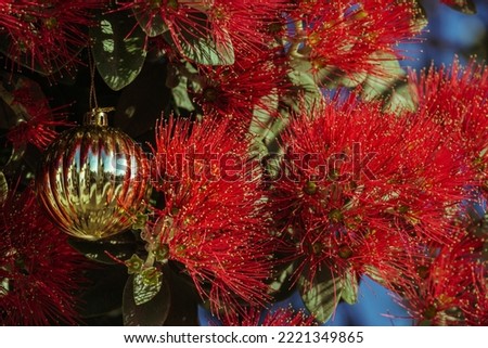 The striking red flowers of New Zealand's native Pohutukawa tree with Christmas decorations. The tree flowers over the NZ summer and is often referred to as the New Zealand Christmas tree.