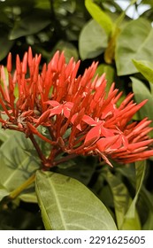 Striking Red Rubiaceae Ixora Blooms Amidst Lush Greenery - Shutterstock ID 2291625605