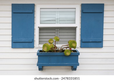 Striking rosettes of Canary Aeonium, or Giant Velvet Rose, in a blue wooden planter box  under window with matching blue shutters - Powered by Shutterstock