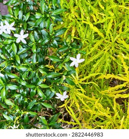 a striking side-by-side contrast between two distinct types of garden foliage, one side featuring deep green flowering leaves and the other fine, yellowish-green ornamental fronds.
