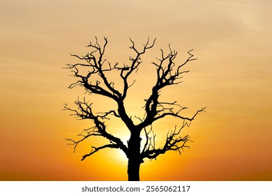 ** A striking silhouette of a barren tree set against a vivid sunset, capturing the beauty and tranquility of nature.

** - Powered by Shutterstock