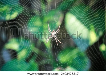 A striking spider sits in the center of its intricate web, glowing under the sunlight. This detailed macro shot highlights the beauty of nature’s tiny predator and its silk trap
