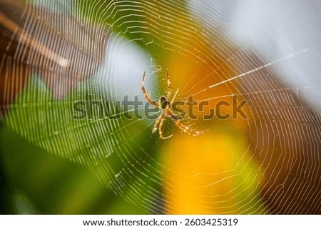 A striking spider sits in the center of its intricate web, glowing under the sunlight. This detailed macro shot highlights the beauty of nature’s tiny predator and its silk trap