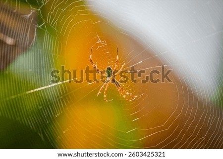 A striking spider sits in the center of its intricate web, glowing under the sunlight. This detailed macro shot highlights the beauty of nature’s tiny predator and its silk trap