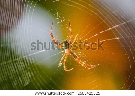 A striking spider sits in the center of its intricate web, glowing under the sunlight. This detailed macro shot highlights the beauty of nature’s tiny predator and its silk trap