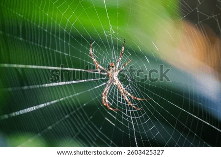 A striking spider sits in the center of its intricate web, glowing under the sunlight. This detailed macro shot highlights the beauty of nature’s tiny predator and its silk trap