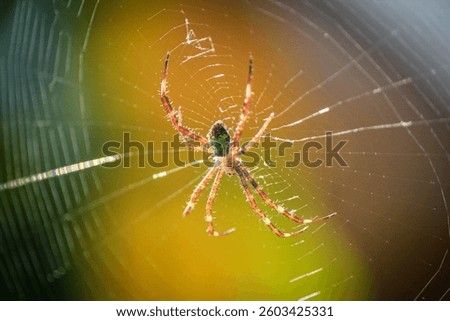 A striking spider sits in the center of its intricate web, glowing under the sunlight. This detailed macro shot highlights the beauty of nature’s tiny predator and its silk trap