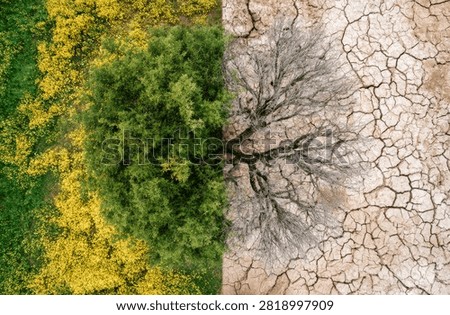 A striking split-screen visual representing the stark contrast between a vibrant, healthy forest and a desolate, drought-stricken landscape.