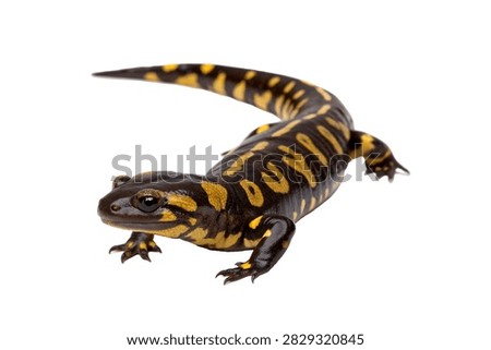 A Striking Tiger Salamander Displayed In Complete Isolated On White Background