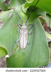 un escarabajo titán impresionante