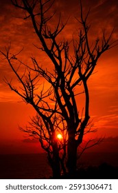 A striking upward perspective of a bare tree against a sunset sky, emphasizing its textured bark and sprawling branches