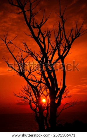 A striking upward perspective of a bare tree against a sunset sky, emphasizing its textured bark and sprawling branches
