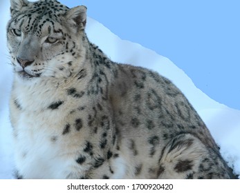 Striking Winter Closeup On A Himalaya Snow Leopard, Against A Background Of Snow And Blue Sky.