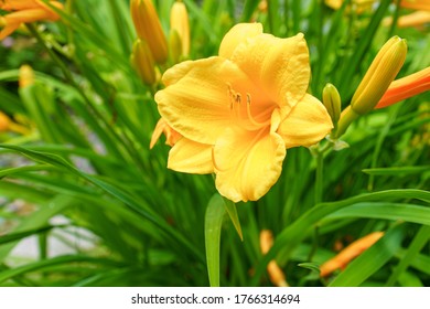Striking yellow flowers blooms petals