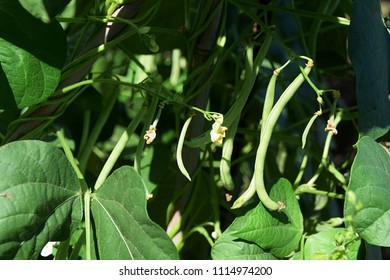 String Bean Plant In Taiwan